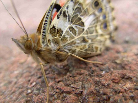 Profil d'une tête de Belle Dame